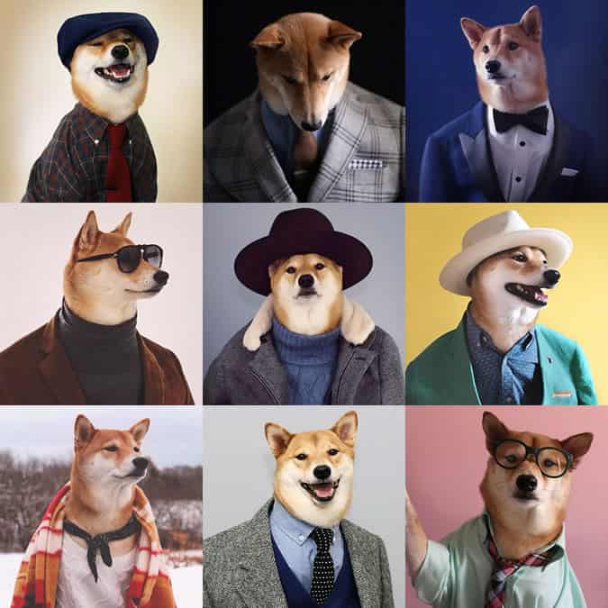 Menswear Dog
