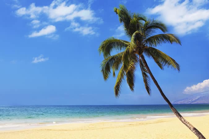 Beach With A Palm Tree