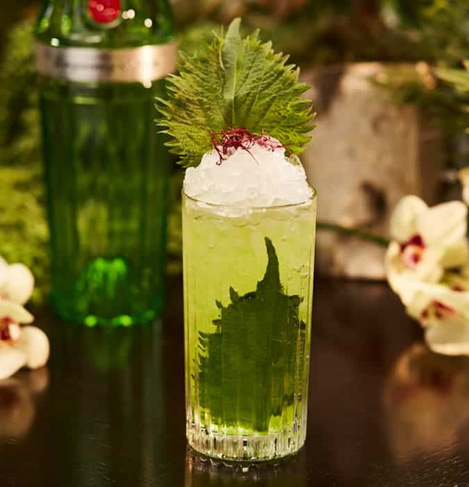 Shiso Leaves Cocktail