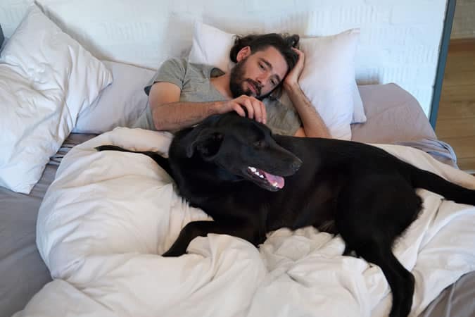 Animal In Bed