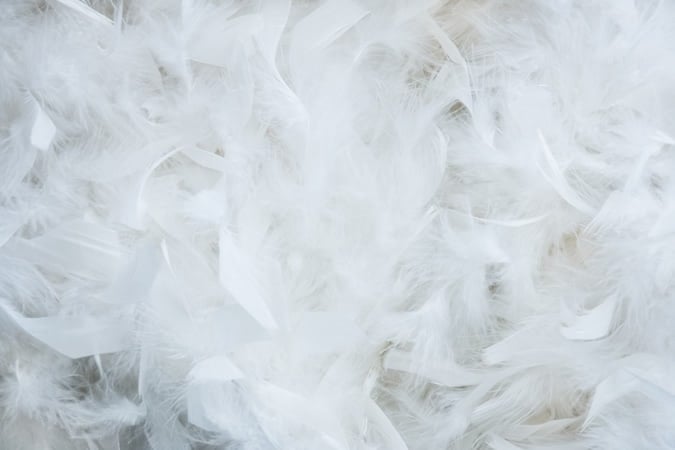 Close up of down feathers
