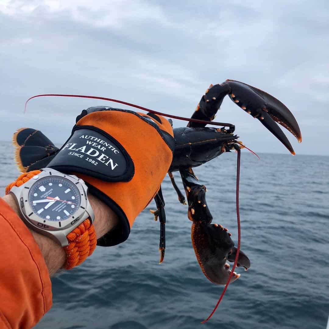 fisherman cathcing a lobster in the ocean