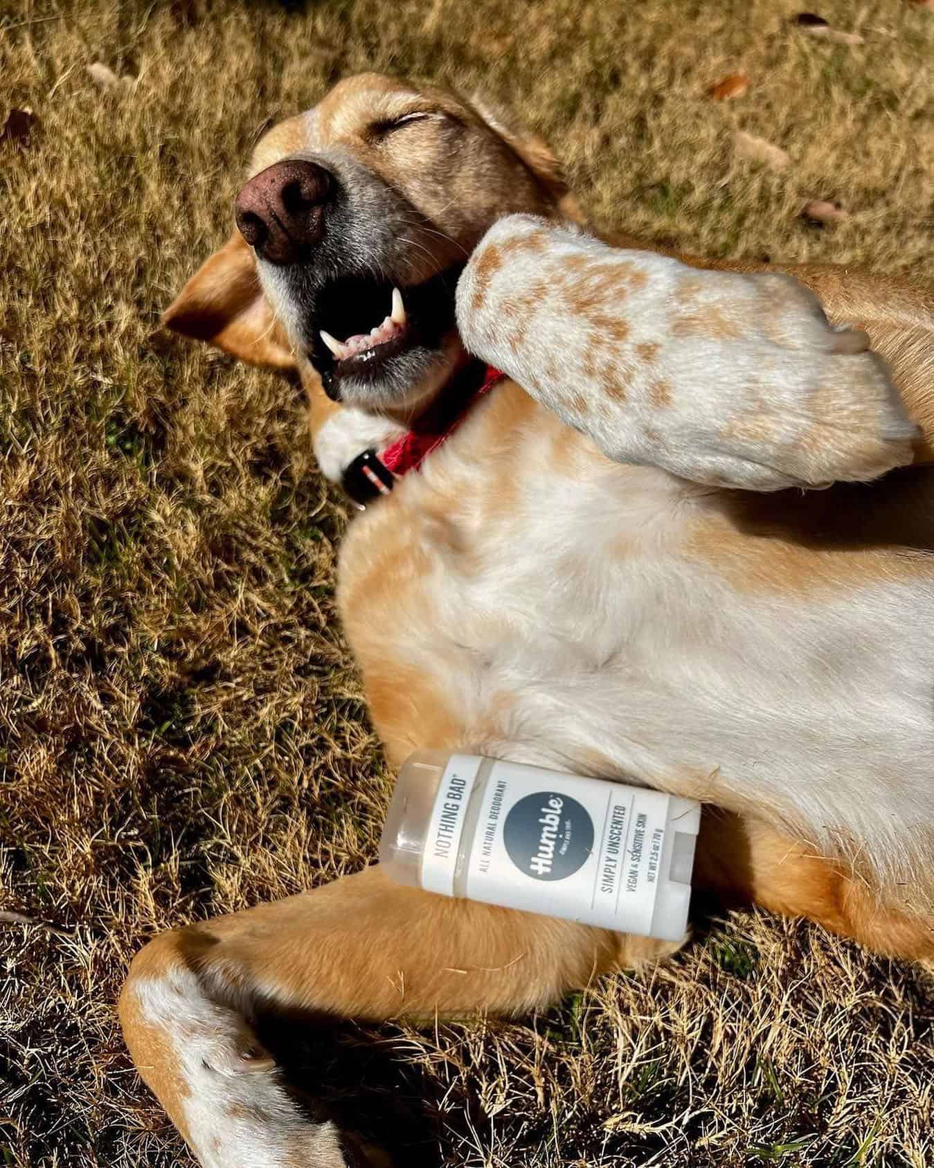 a happy dog with an unscented deodorant from Humble
