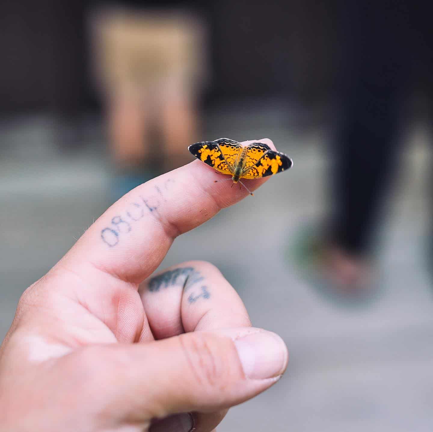 butterfly resting on a finger