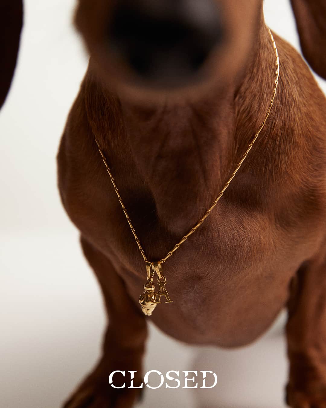a dog wearing a gold necklace