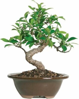 Brussels Bonsai Golden Gate Ficus