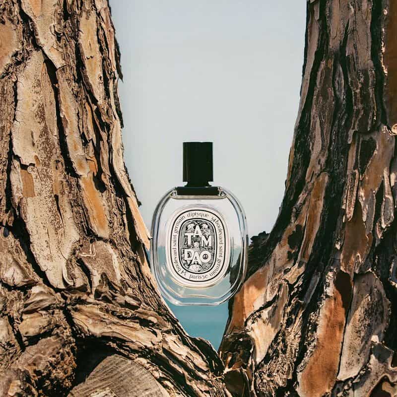 a bottle of Tamdao Cologne by Diptyque stuck in a tree