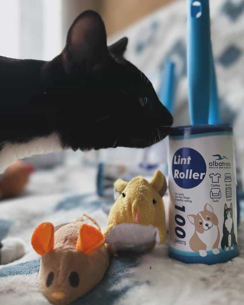 a cat sniffing a lint roller by Albatross health new england