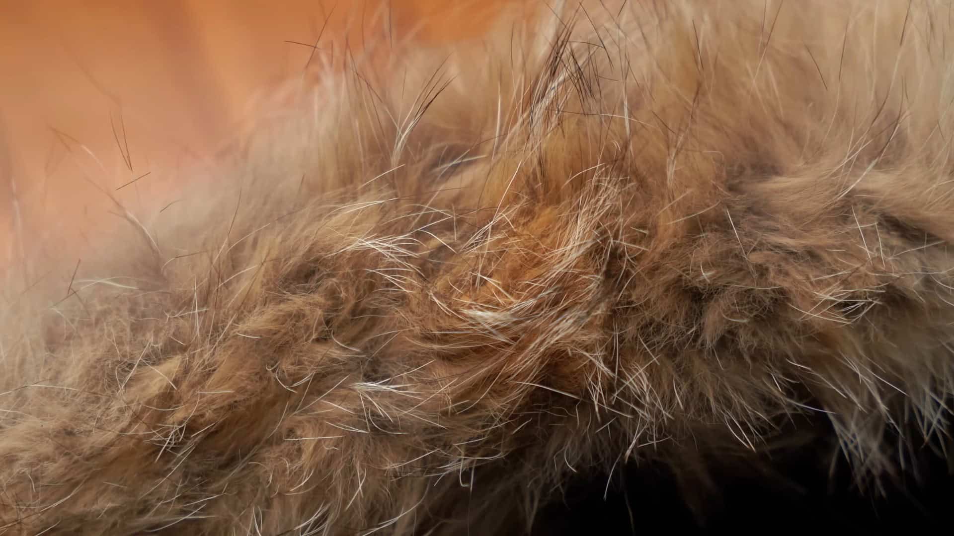 Canada Goose Became Important
