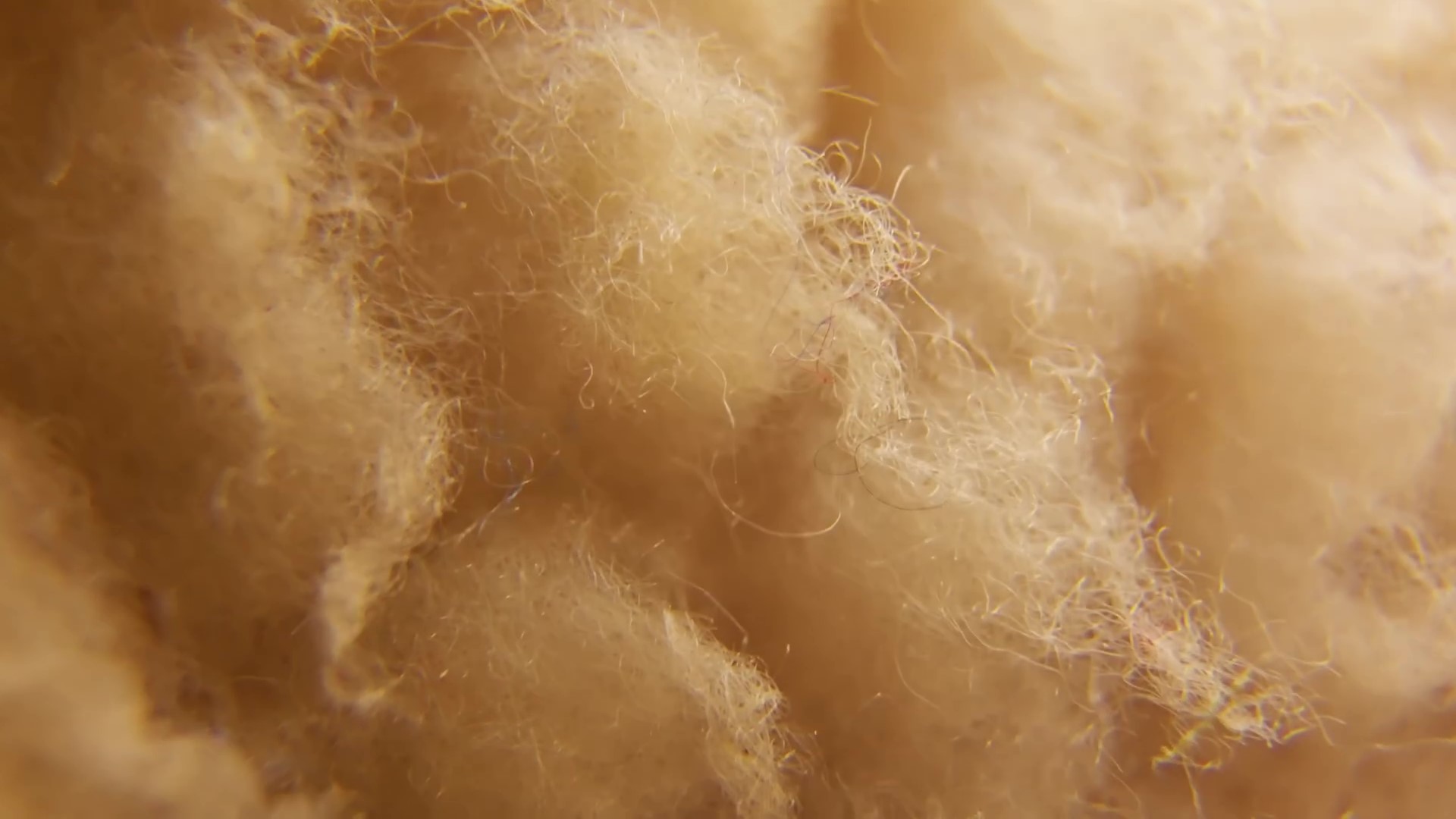 The Patagonia Deep Dive - Microplastic Problems
